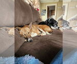Small #6 Saluki-Whippet Mix