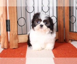 Pomeranian Puppy for sale in NAPLES, FL, USA
