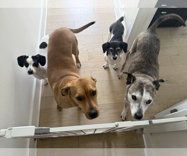 Medium Photo #9 Beagle-Unknown Mix Puppy For Sale in Arlington, VA, USA