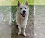 Small #2 Siberian Husky Mix