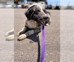 Australian Shepherd Dogs for adoption in San Martin, CA, USA