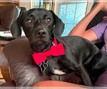 Small Photo #5 Chiweenie Puppy For Sale in Boonton, NJ, USA