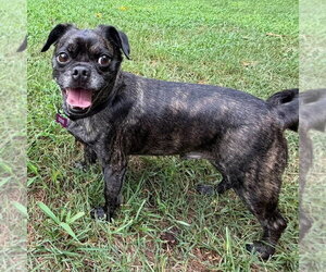 Chug Dogs for adoption in Spring Lake, NC, USA