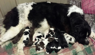 Mother of the Newfoundland puppies born on 03/18/2018