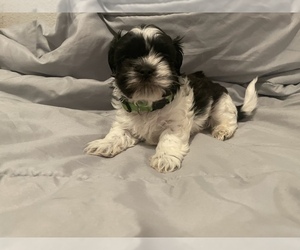 Shih Tzu Puppy for sale in VISALIA, CA, USA
