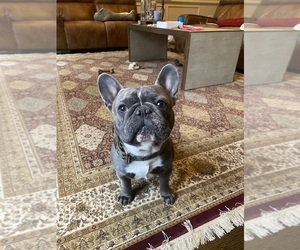 French Bulldog Puppy for sale in ALPHARETTA, GA, USA