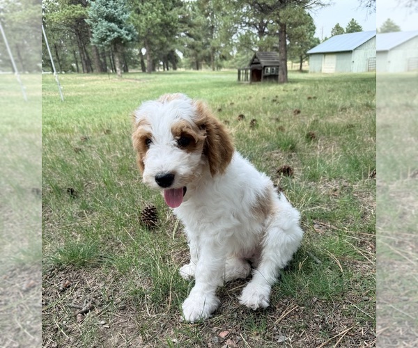 Medium Photo #13 Goldendoodle (Miniature) Puppy For Sale in ELBERT, CO, USA