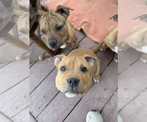 Medium Photo #2 Mutt Puppy For Sale in Fort Collins, CO, USA