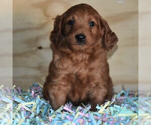 Labradoodle Puppy for sale in NEWPORT, PA, USA