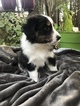 Small Photo #2 Australian Shepherd Puppy For Sale in WELLBORN, FL, USA