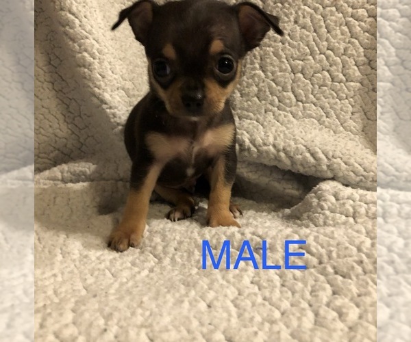 Medium Photo #1 Chihuahua Puppy For Sale in BLUE SPRINGS, MO, USA