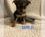 Small Photo #1 Chihuahua Puppy For Sale in BLUE SPRINGS, MO, USA