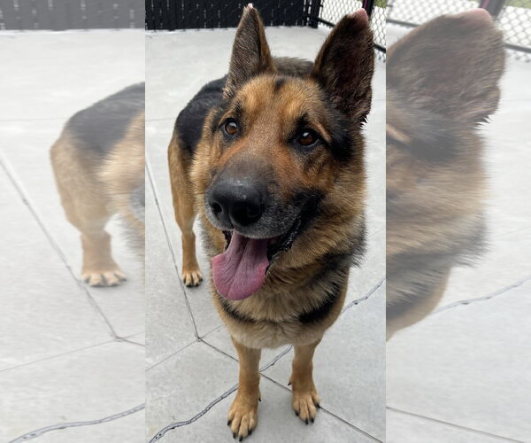 Medium Photo #3 German Shepherd Dog Puppy For Sale in Salinas, CA, USA