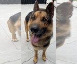 Small #2 German Shepherd Dog