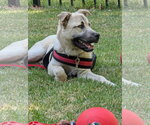 Small #3 Anatolian Shepherd Mix