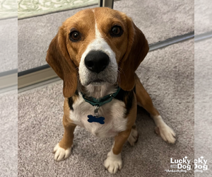 Cora - Female Beagle-Unknown Mix Dog for Adoption - Photo #3