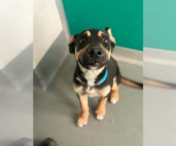 Medium Photo #1 German Shepherd Dog-Unknown Mix Puppy For Sale in Visalia, CA, USA