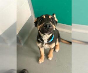 German Shepherd Dog-Unknown Mix Dogs for adoption in Visalia, CA, USA