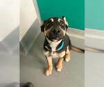 A256612 - Male German Shepherd Dog-Unknown Mix Dog for Adoption - Small photo