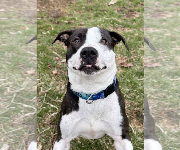 Medium Photo #9 Mutt Puppy For Sale in Jefferson, WI, USA