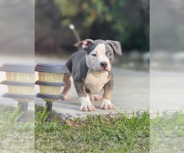 Medium Photo #4 American Bully Puppy For Sale in BAKERSFIELD, CA, USA