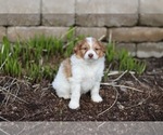 Small Photo #7 Pom-A-Poo Puppy For Sale in BREMEN, IN, USA