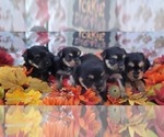 Image preview for Ad Listing. Nickname: Litter of 11