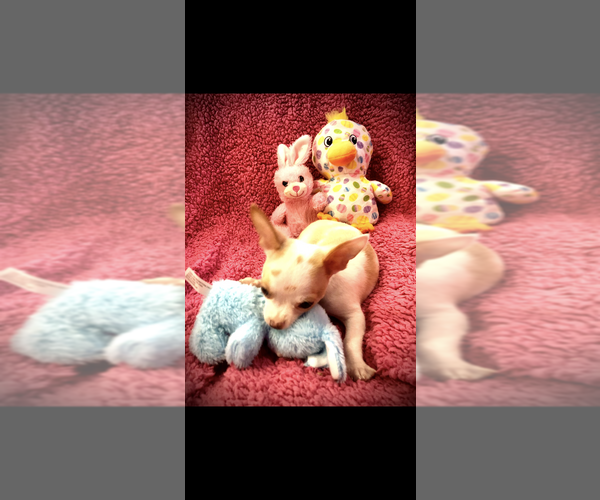 Medium Photo #8 Chihuahua Puppy For Sale in SHERMAN, TX, USA