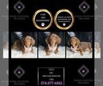 Puppy Cece AKC Dachshund