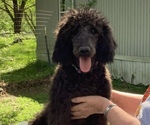 Small Photo #7 Labradoodle Puppy For Sale in VIENNA, IL, USA