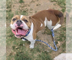 Bulldog Dogs for adoption in Long Beach, CA, USA