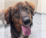 Small Australian Shepherd Mix