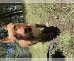 Small #1 Mutt