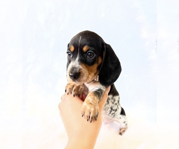 Medium Photo #11 Dachshund Puppy For Sale in DAVIS, CA, USA