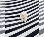 Small #5 Maltese