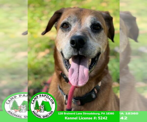 Medium Photo #9 Mutt Puppy For Sale in Stroudsburg, PA, USA