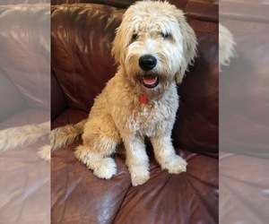 Goldendoodle Puppy for sale in CUMMING, GA, USA