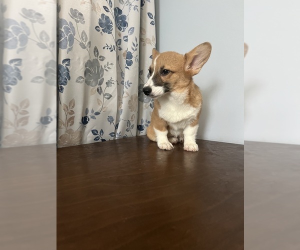 Medium Photo #34 Pembroke Welsh Corgi Puppy For Sale in DURHAM, CT, USA
