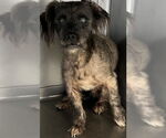Small Poodle (Miniature) Mix