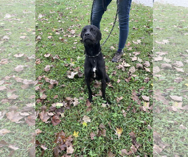 Medium Photo #1 Labrador Retriever-Unknown Mix Puppy For Sale in Sparta, TN, USA