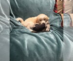 Small #3 Australian Retriever
