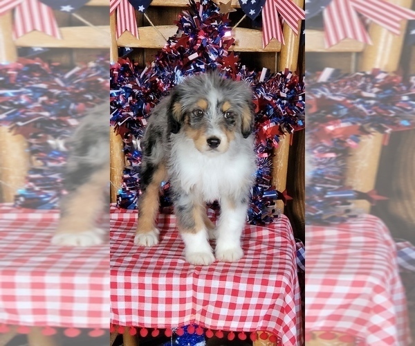 Medium Photo #34 Bernedoodle (Miniature) Puppy For Sale in BLACK FOREST, CO, USA