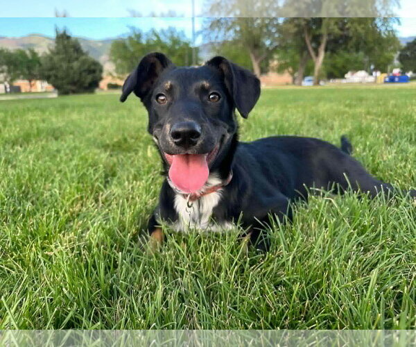 Medium Photo #1 Collie-Unknown Mix Puppy For Sale in Sandy, UT, USA