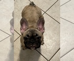Small Photo #6 French Bulldog Puppy For Sale in TYLER, TX, USA