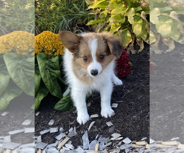 Medium Photo #2 Papillon Puppy For Sale in CANOGA, NY, USA