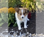 Small #1 Papillon