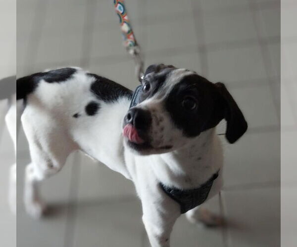 Medium Photo #4 Rhodesian Ridgeback Puppy For Sale in FRAMINGHAM, MA, USA