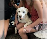 Small #2 Beagle-Chihuahua Mix