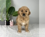 Small Golden Retriever