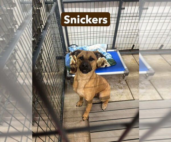 Medium Photo #3 Mutt Puppy For Sale in Foristell, MO, USA